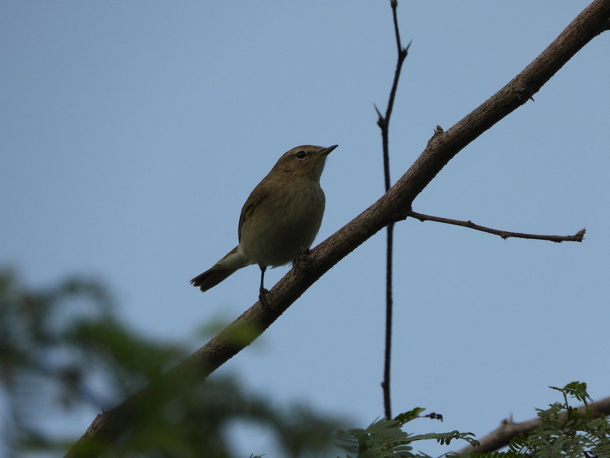 Common Chiffchaff - ML646051349