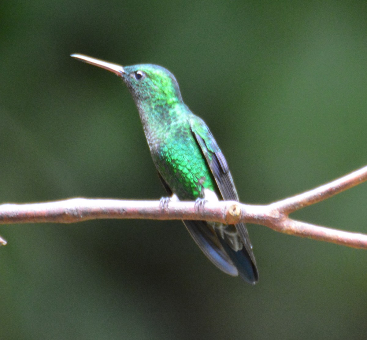 Steely-vented Hummingbird - ML646051350