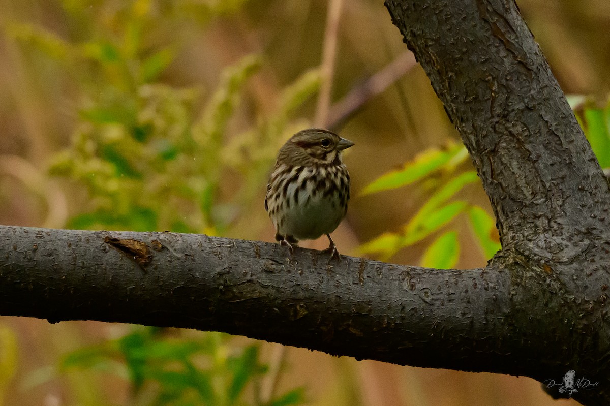 Song Sparrow - ML646051351