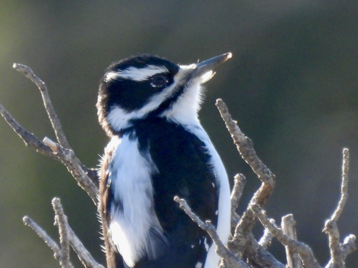 Hairy Woodpecker - ML646051354