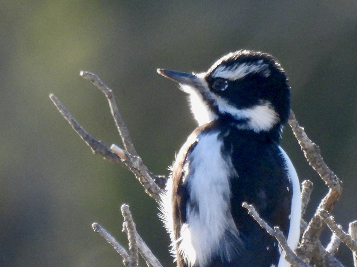 Hairy Woodpecker - ML646051355