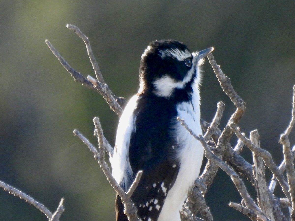 Hairy Woodpecker - ML646051356
