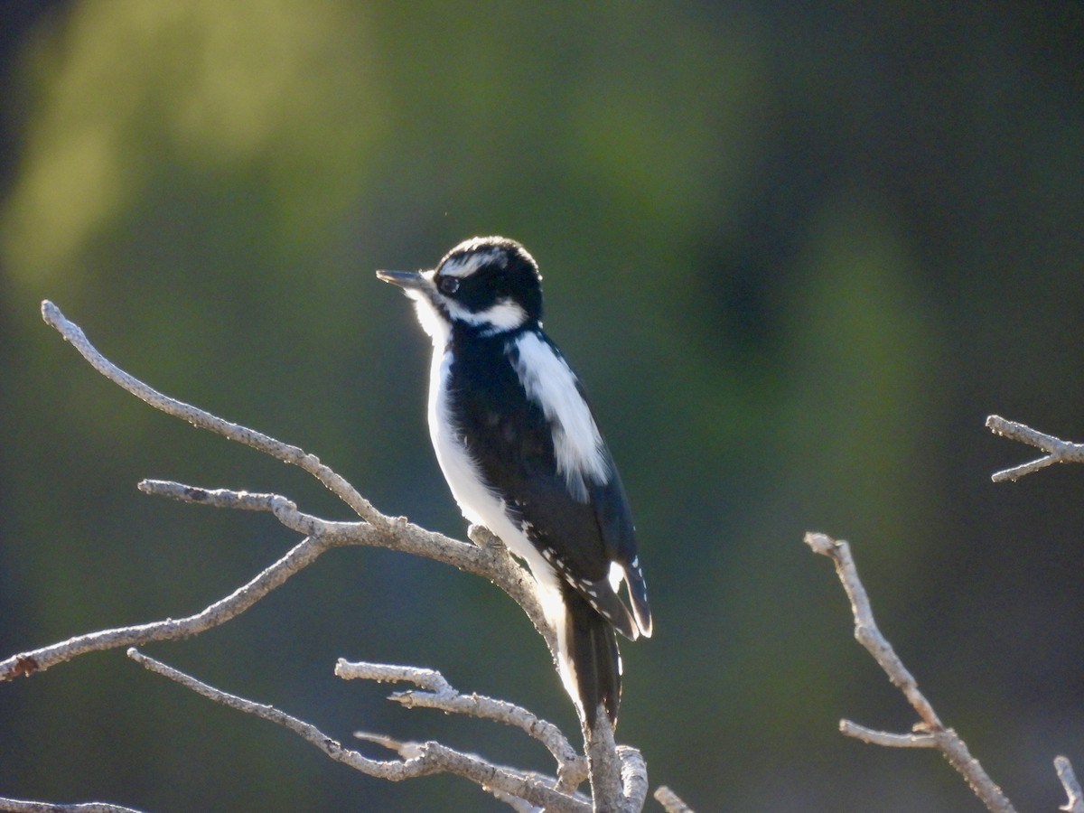 Hairy Woodpecker - ML646051357