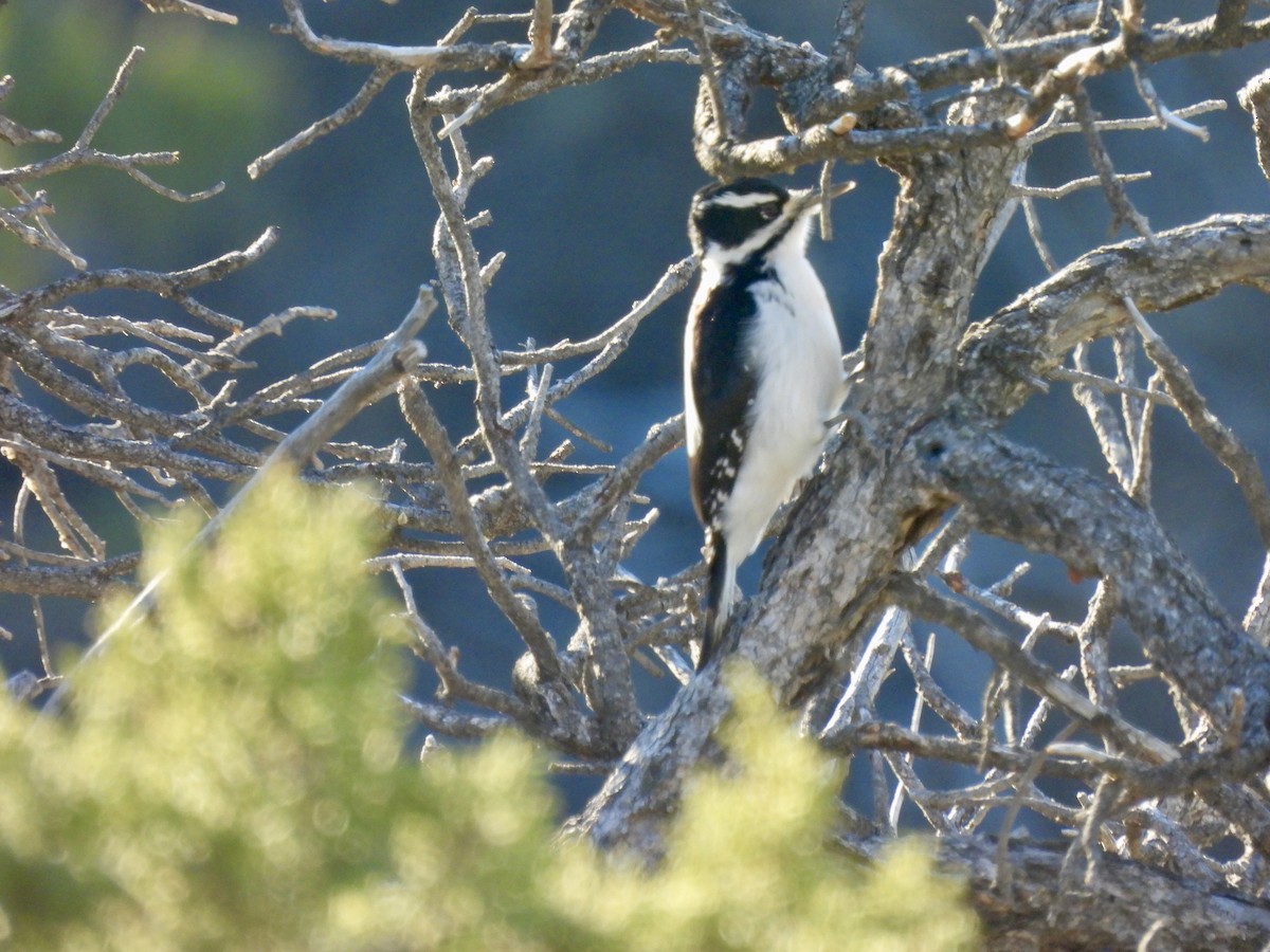 Hairy Woodpecker - ML646051358