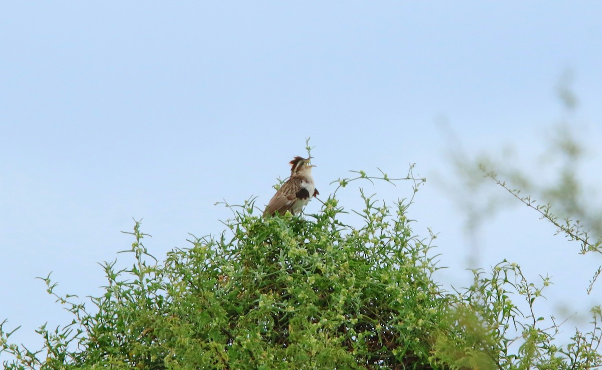 Striped Cuckoo - ML646051361