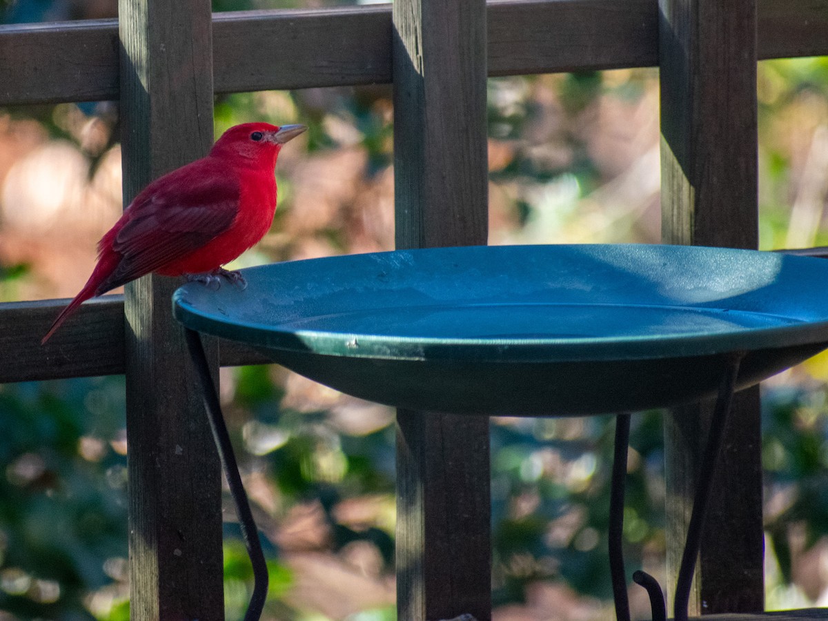 Summer Tanager - ML646051363