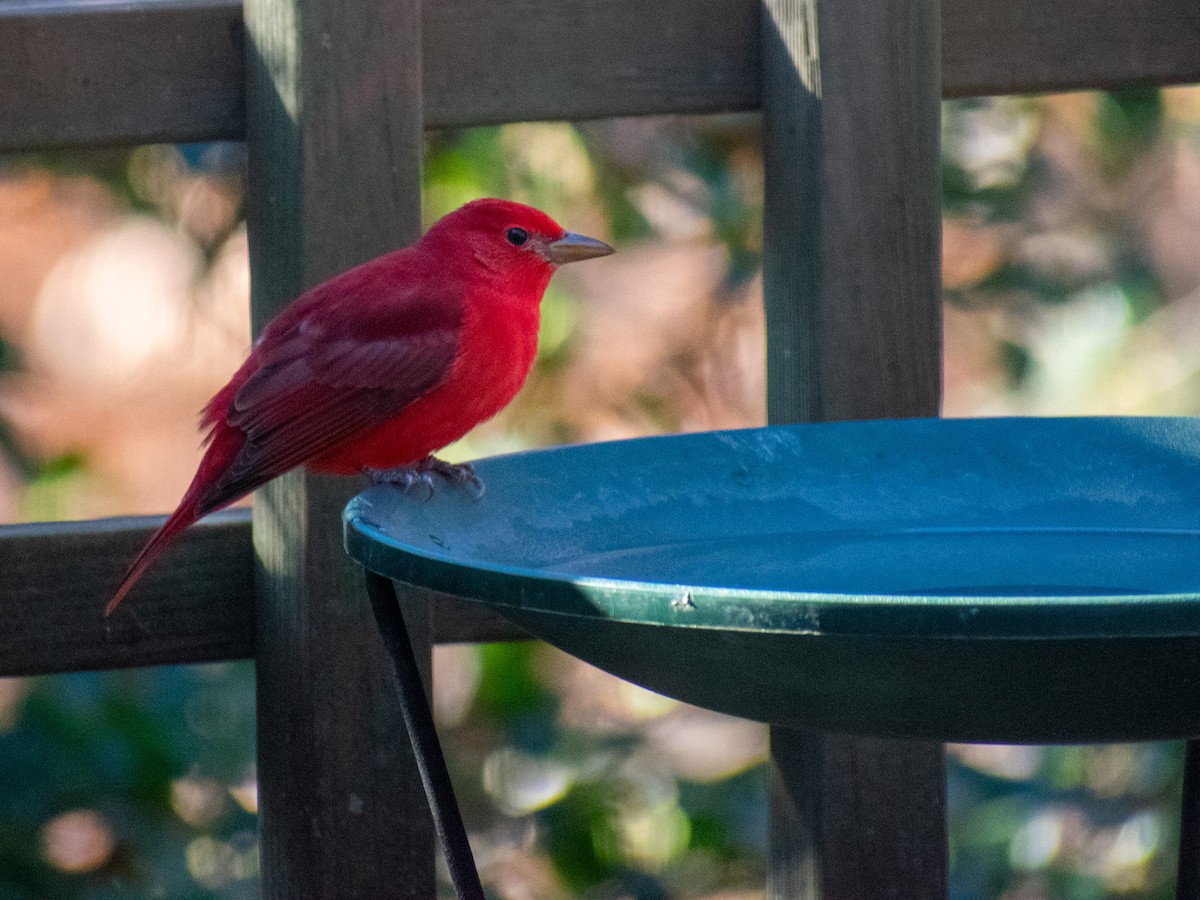 Summer Tanager - ML646051364