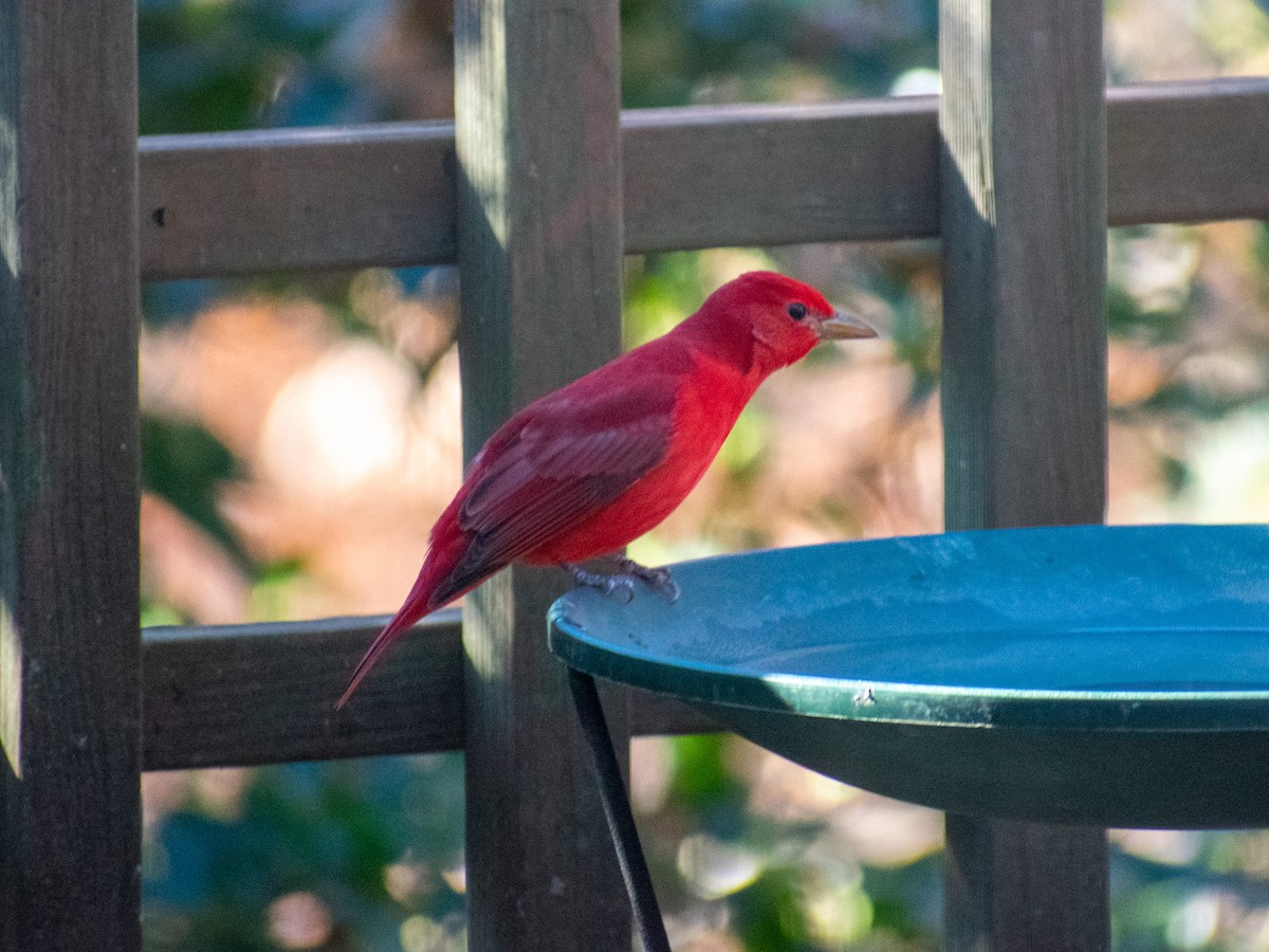 Summer Tanager - ML646051365