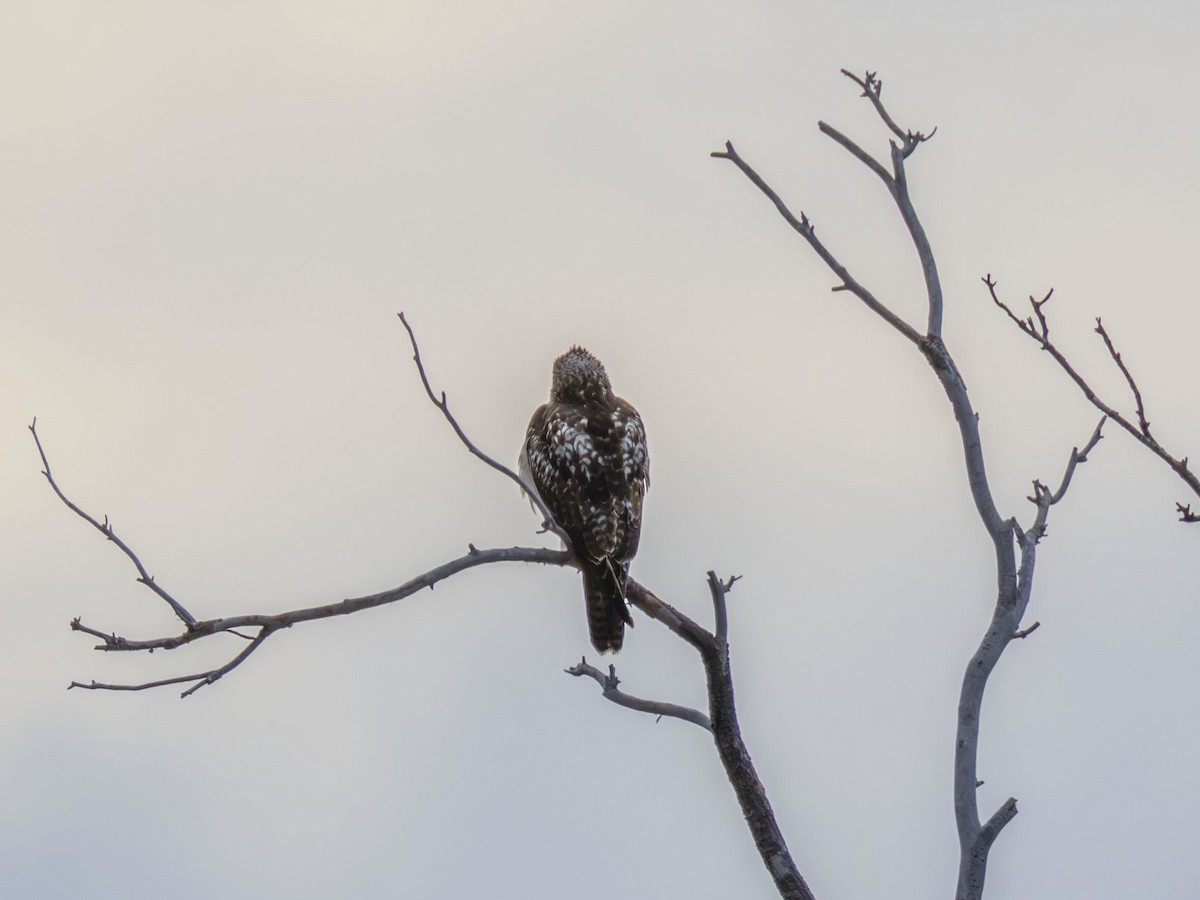 Red-tailed Hawk - ML646051366