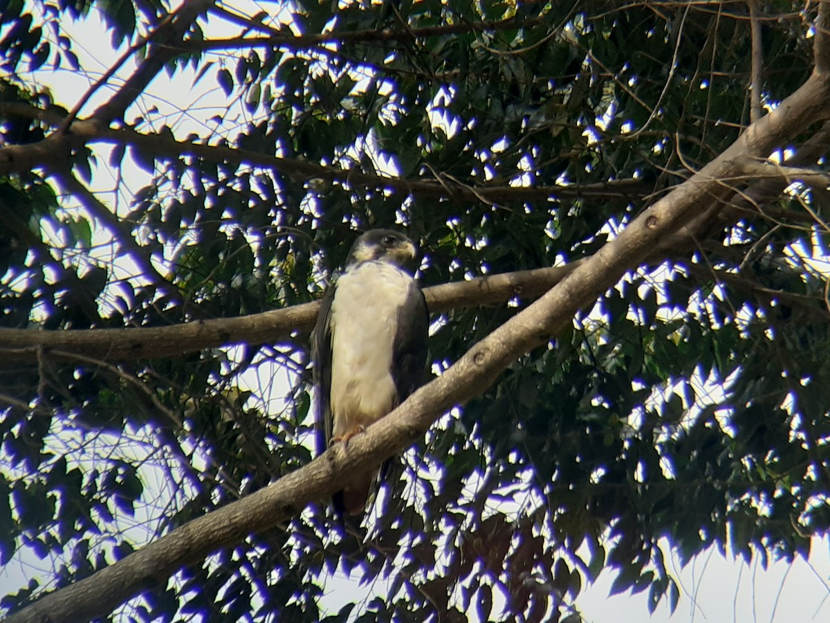 Augur Buzzard - ML646051369