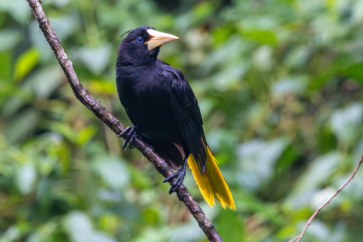 Crested Oropendola - ML646051370