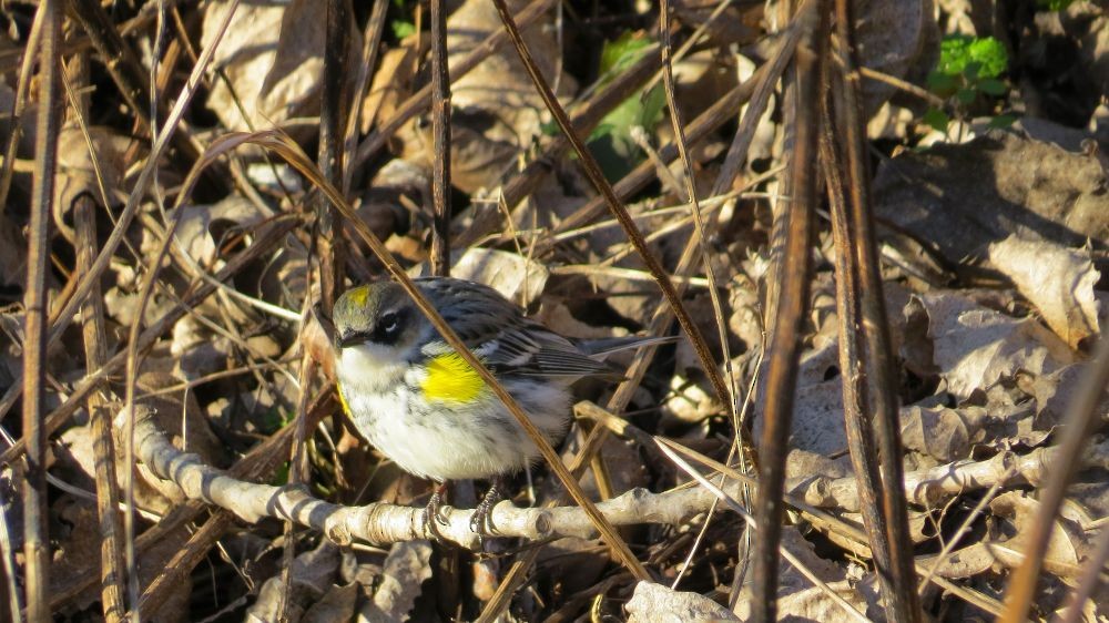 Yellow-rumped Warbler - ML646051371
