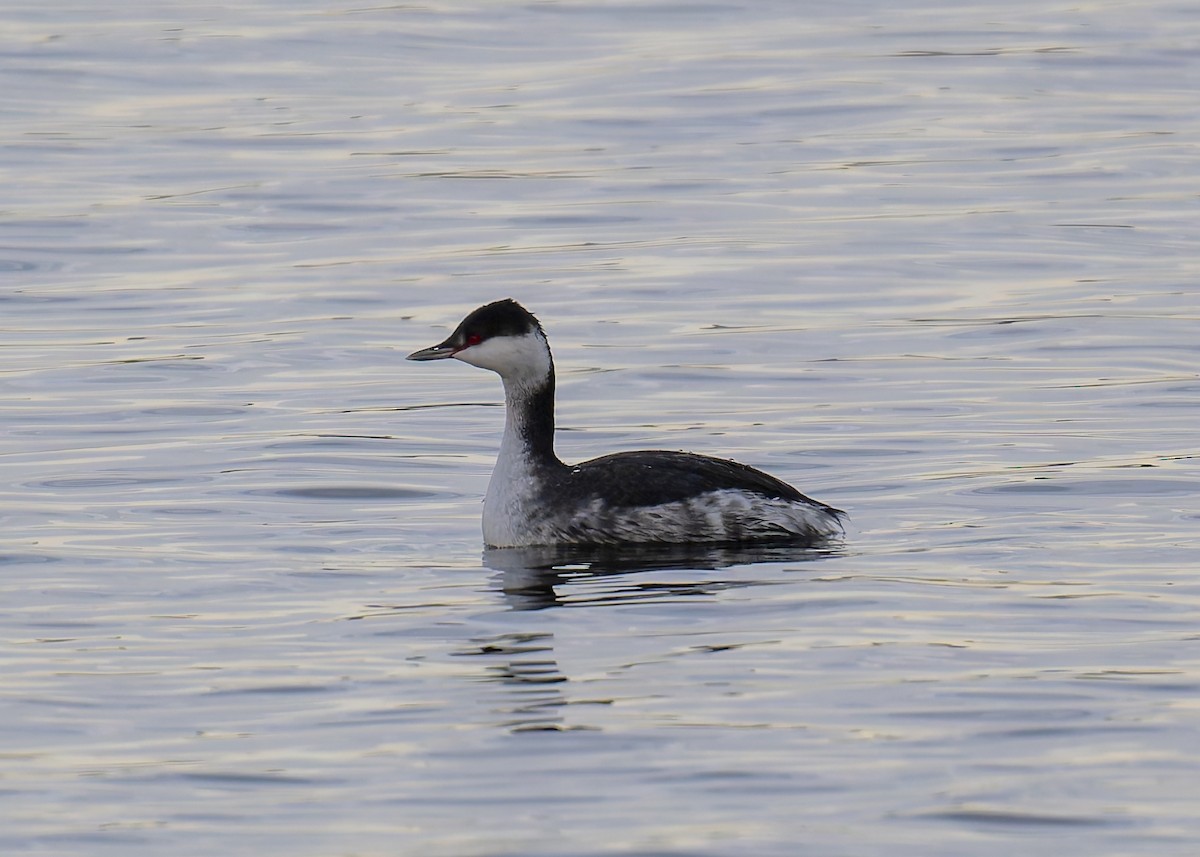 Horned Grebe - ML646051372