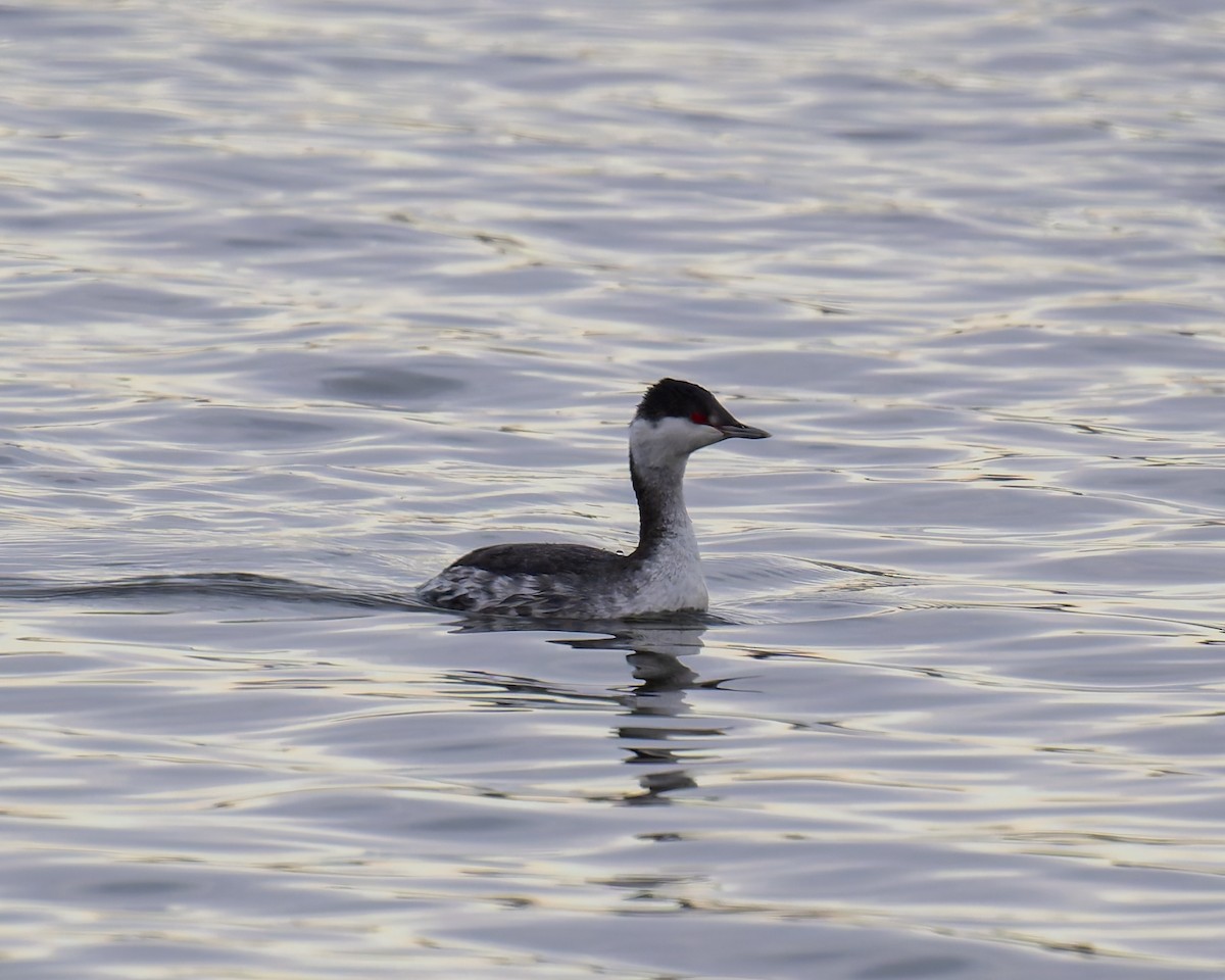 Horned Grebe - ML646051373