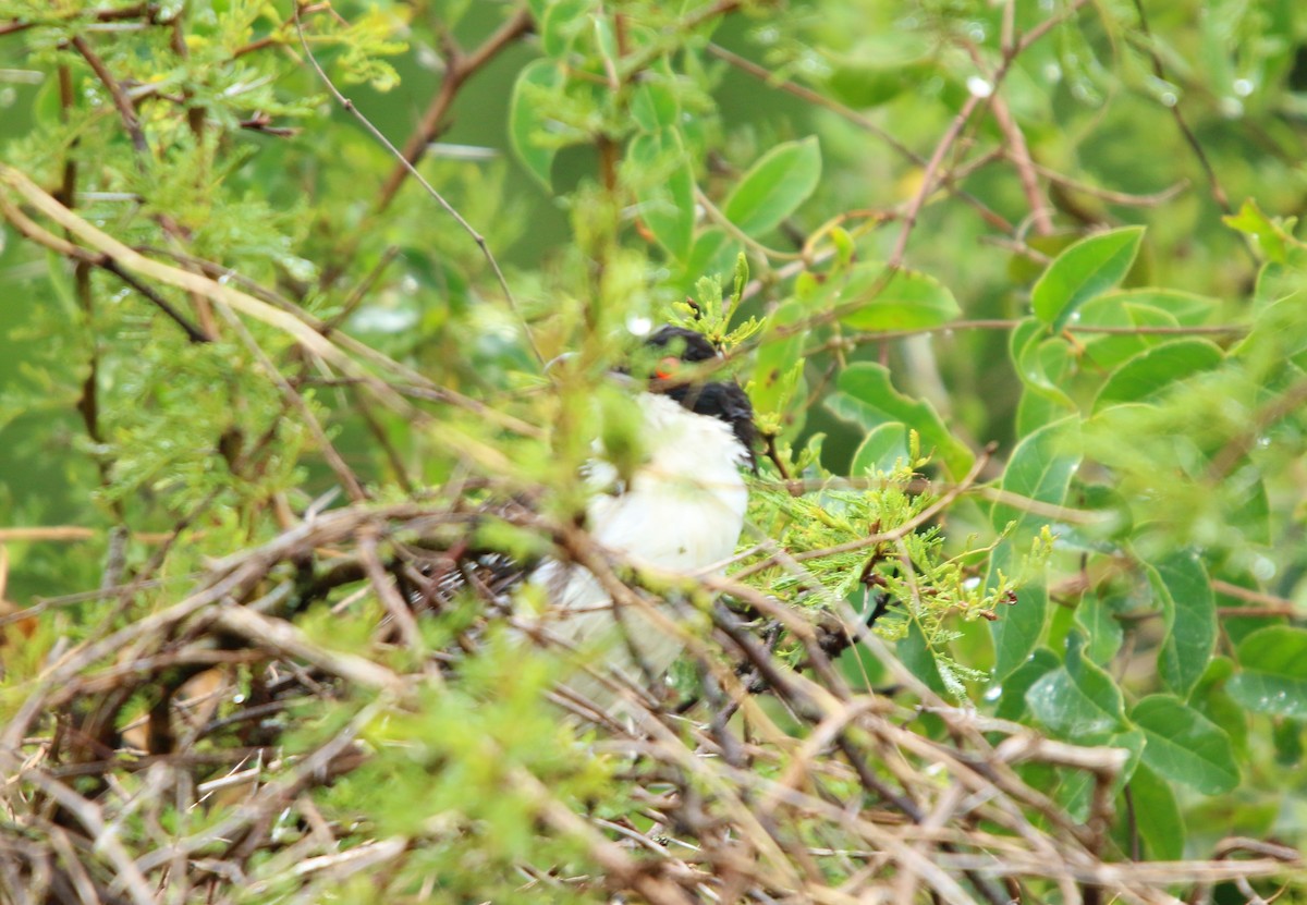 Great Antshrike - ML646051374