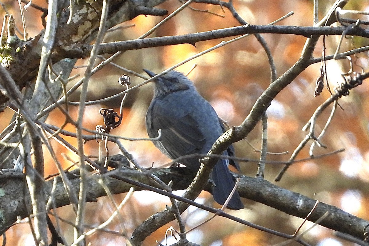 Orpheusbülbül - ML646051376