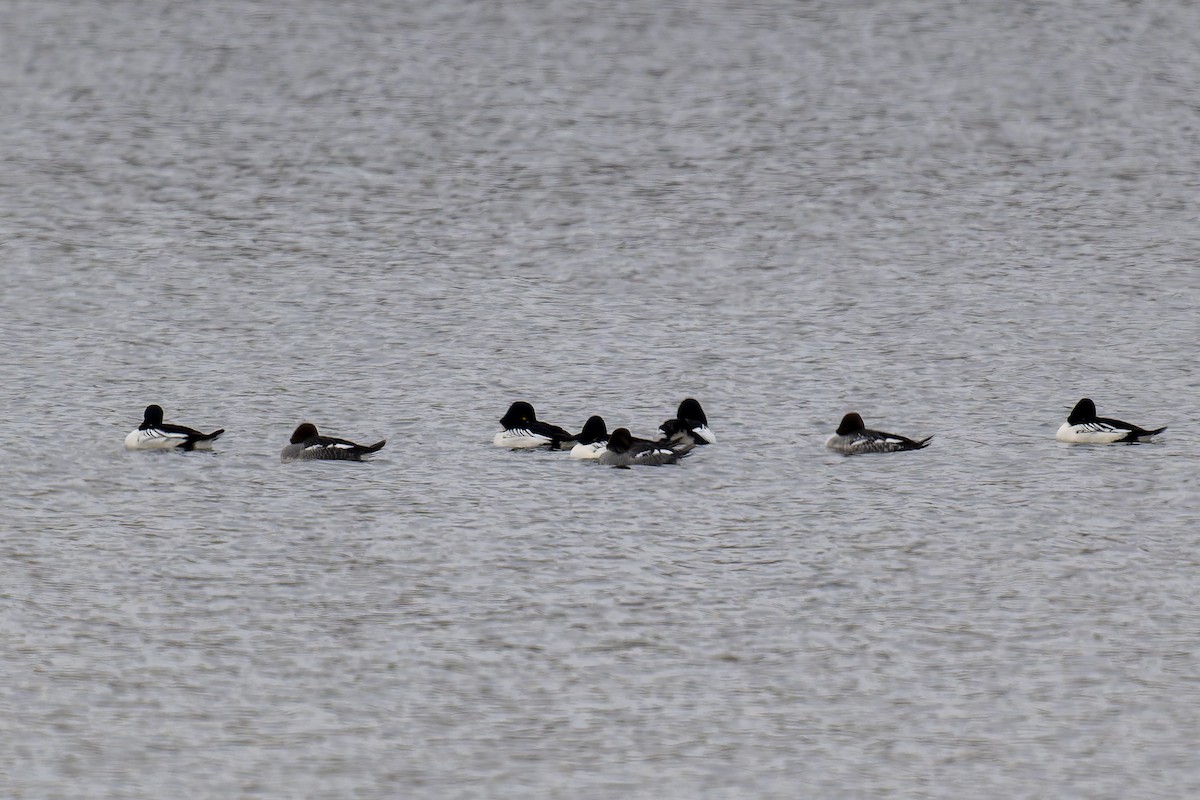 Common Goldeneye - ML646051377
