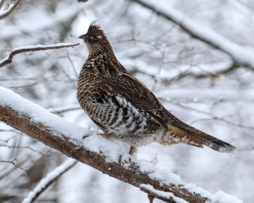 jeřábek kanadský - ML646051383