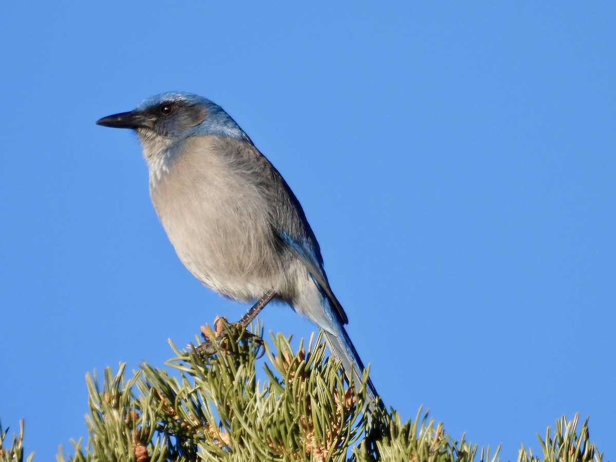 Woodhouse's Scrub-Jay - ML646051385