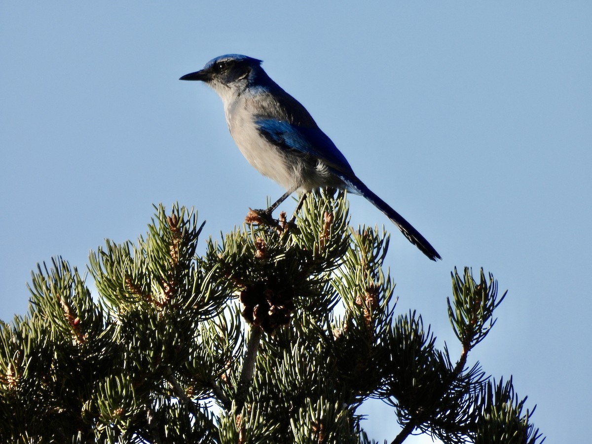 Woodhouse's Scrub-Jay - ML646051387