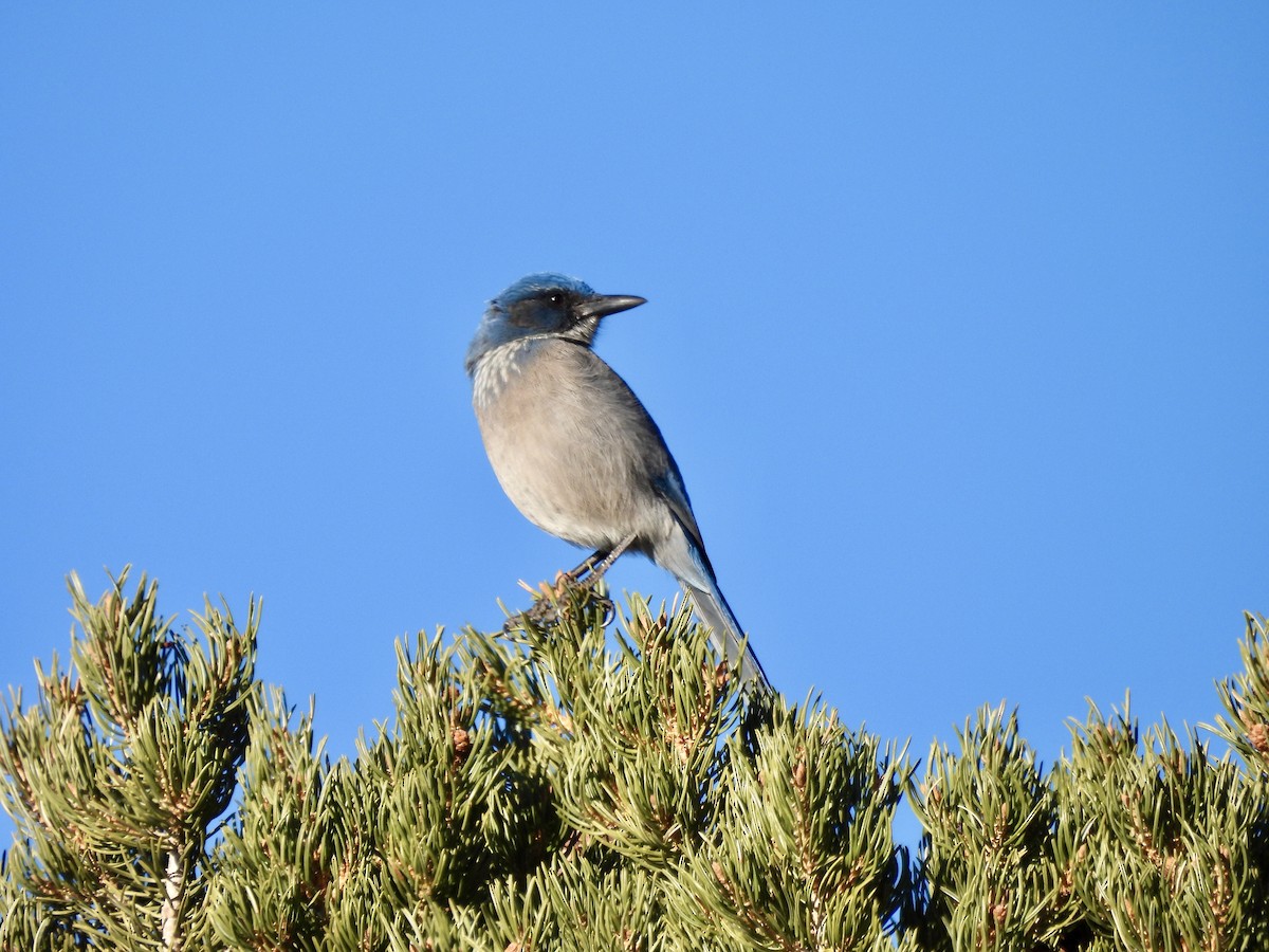 Woodhouse's Scrub-Jay - ML646051390