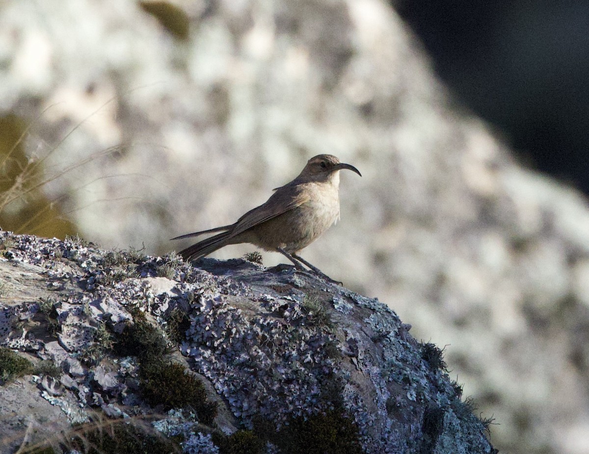Buff-breasted Earthcreeper (Buff-breasted) - ML646051394