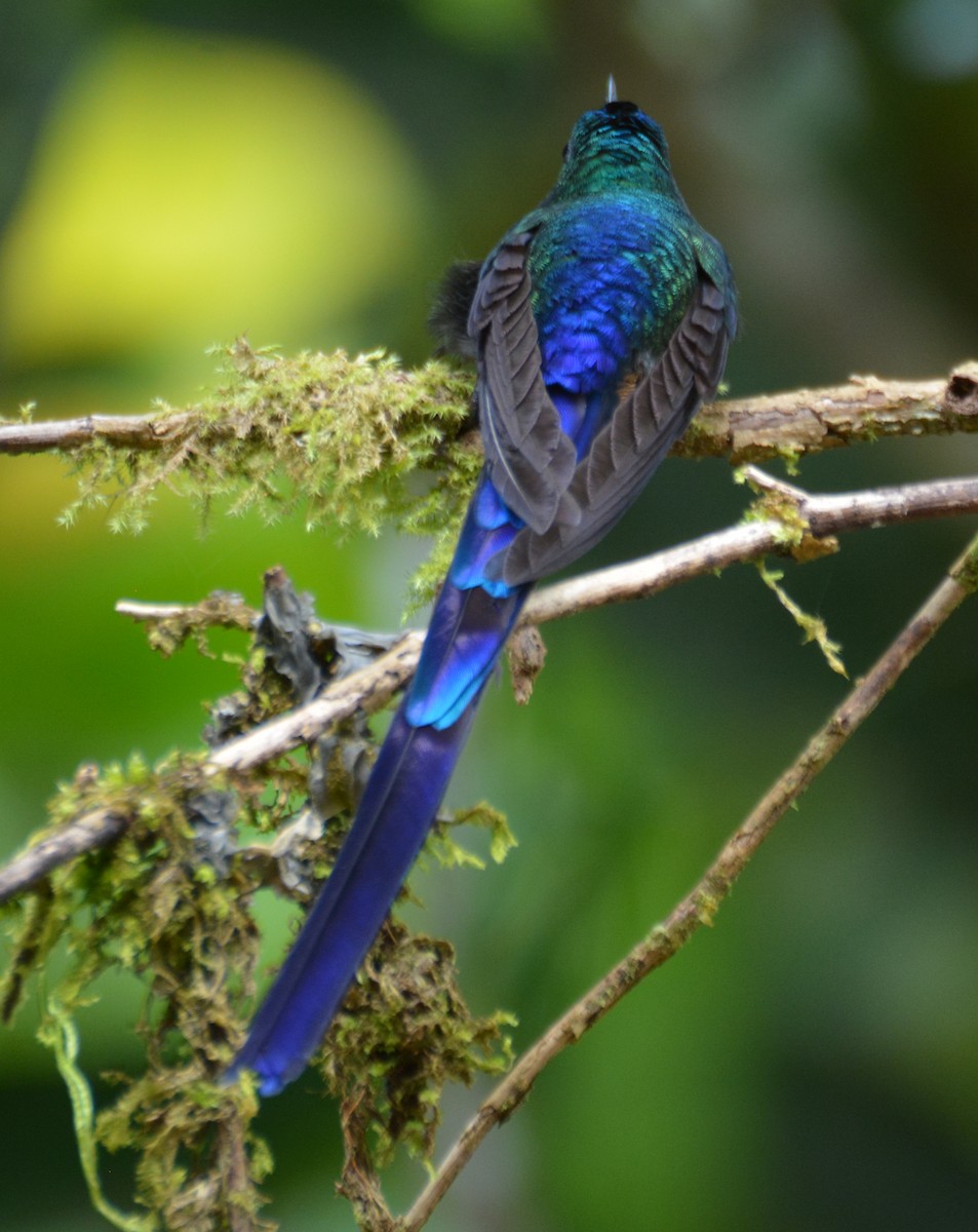 Violet-tailed Sylph - ML646051400