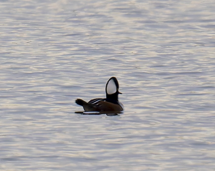 Hooded Merganser - ML646051407