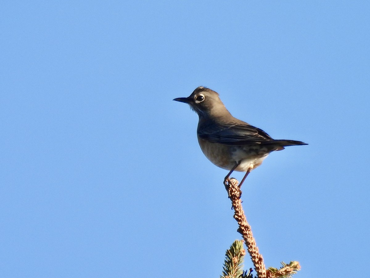 American Robin - ML646051418