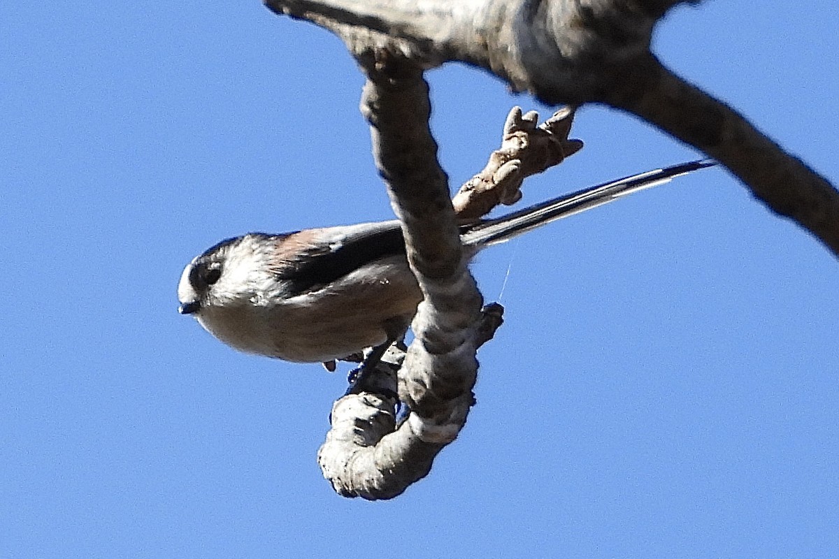 Schwanzmeise - ML646051419