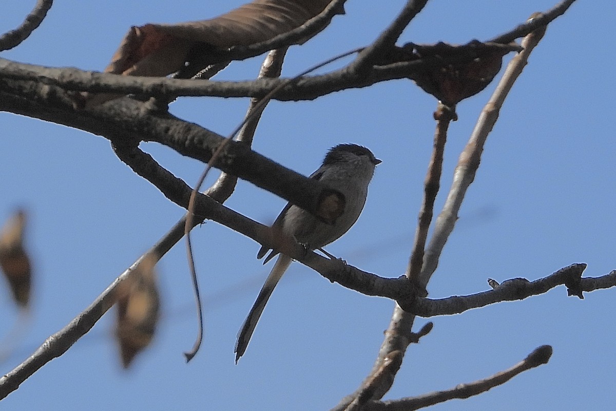 Schwanzmeise - ML646051420