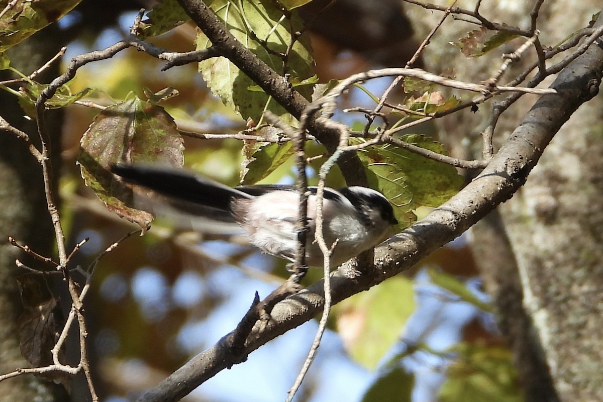 Schwanzmeise - ML646051421