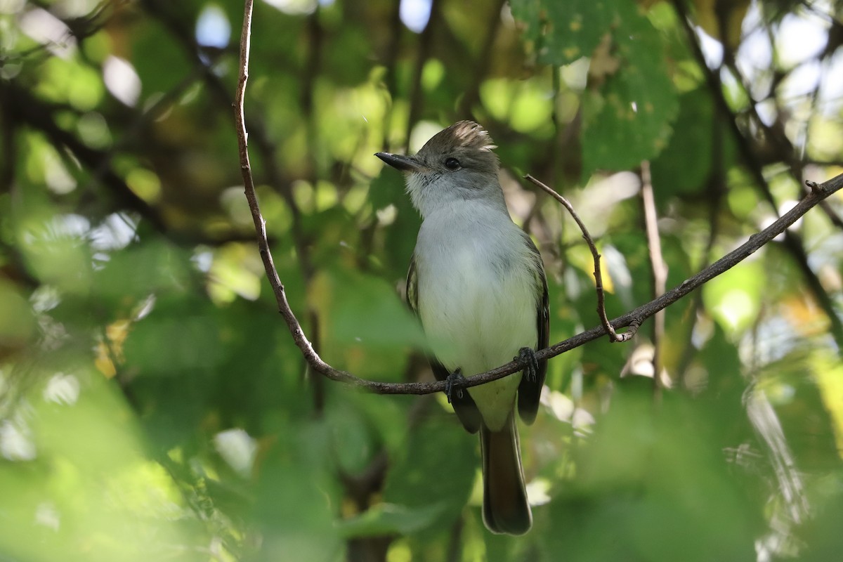 Ash-throated Flycatcher - ML646051430