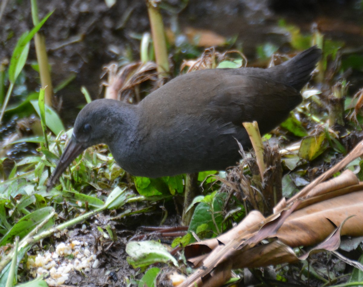 Râle noirâtre - ML646051431
