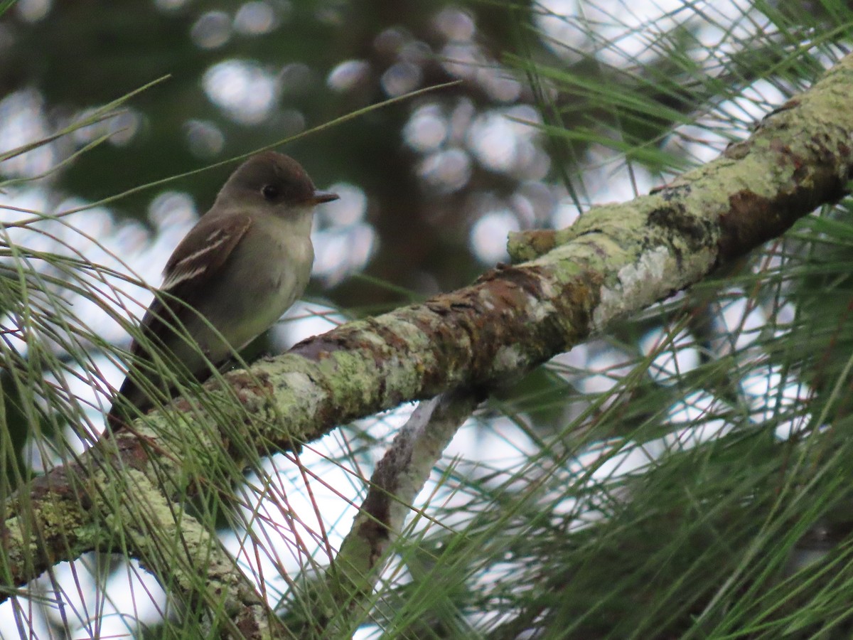 Pibí Oriental - ML646051432