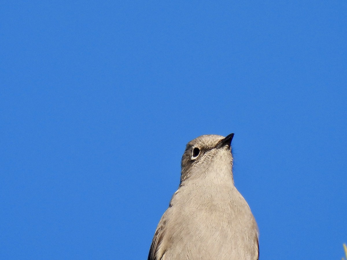 Townsend's Solitaire - ML646051440
