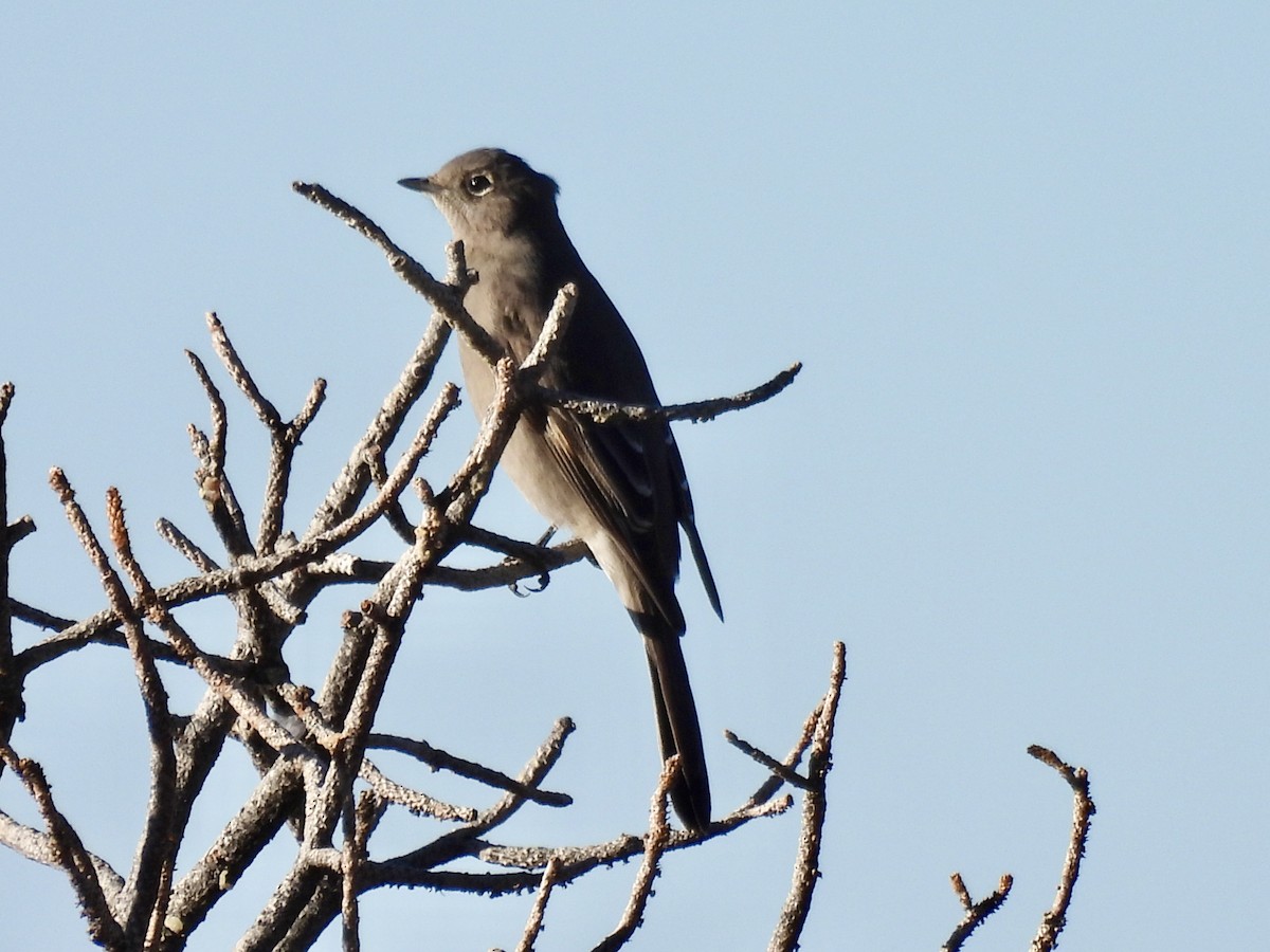 Townsend's Solitaire - ML646051441