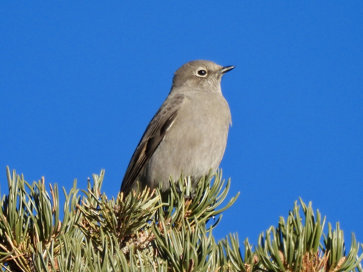 Townsend's Solitaire - ML646051442