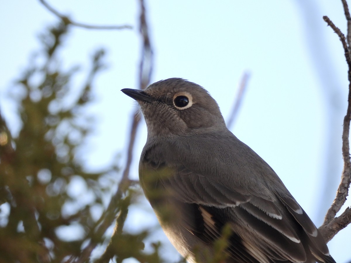Townsend's Solitaire - ML646051443