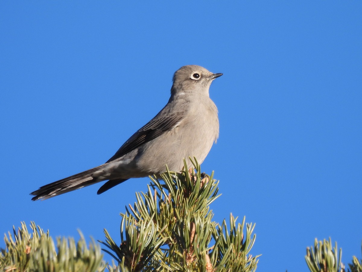 Townsend's Solitaire - ML646051444