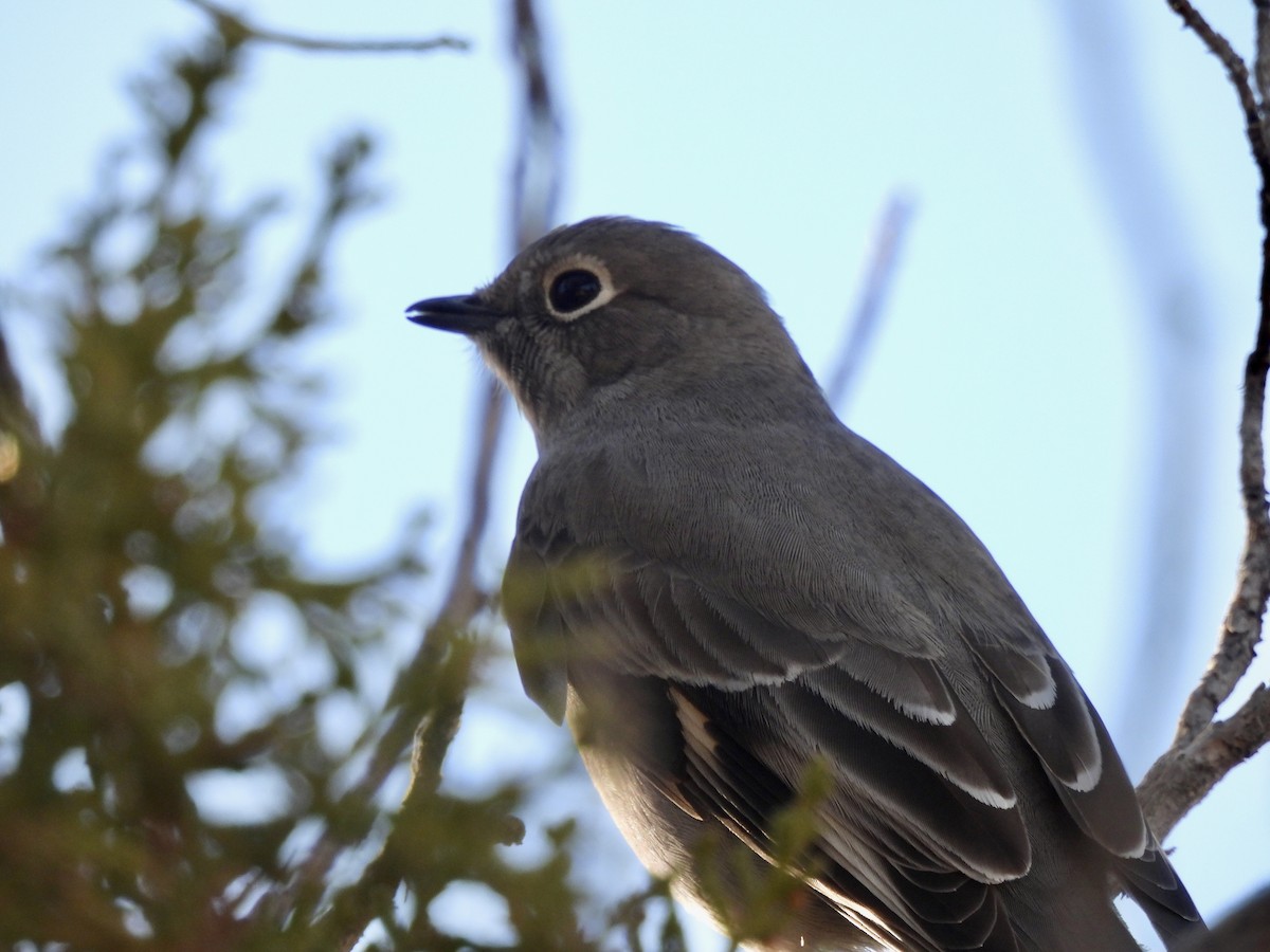 Townsend's Solitaire - ML646051445