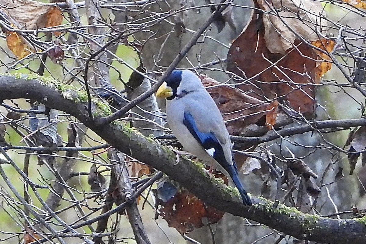 Maskenkernbeißer - ML646051447