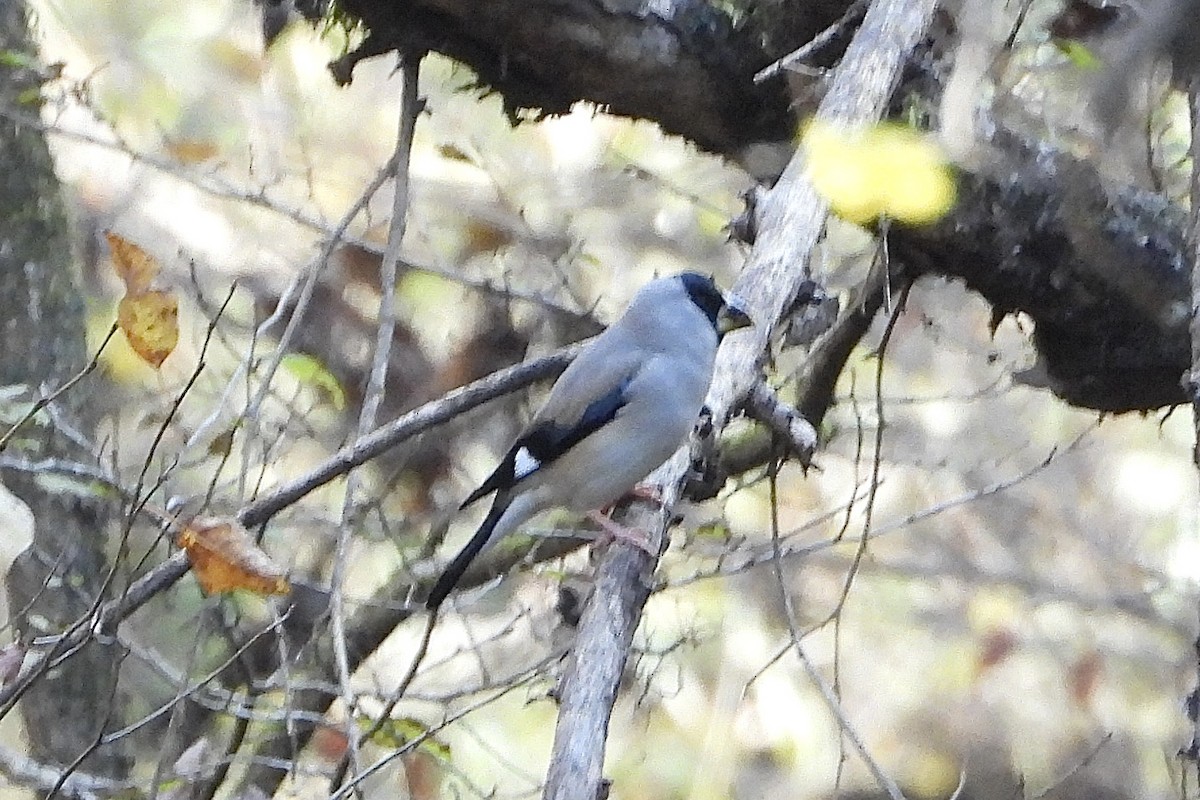 Maskenkernbeißer - ML646051448