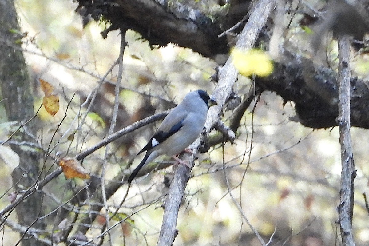 Maskenkernbeißer - ML646051449