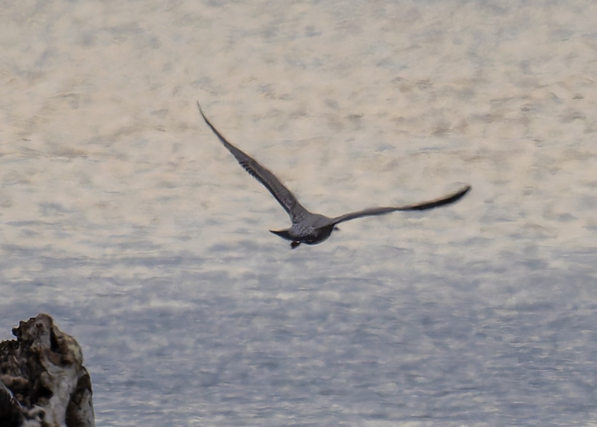 American Herring Gull - ML646051469