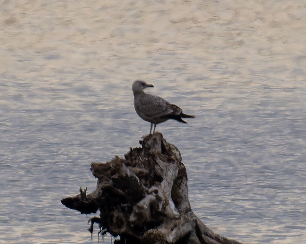American Herring Gull - ML646051470
