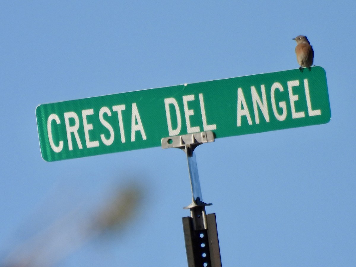 Western Bluebird - ML646051476