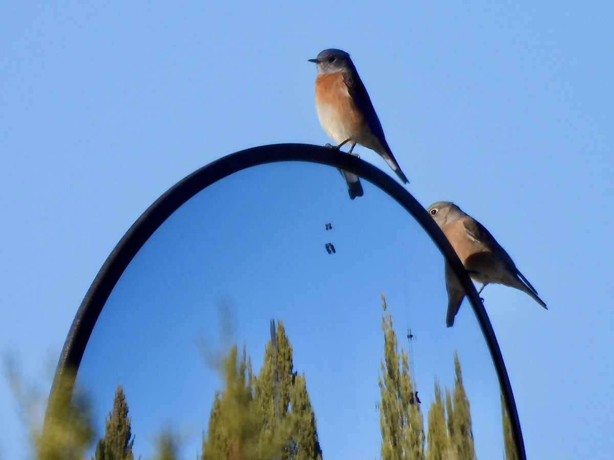 Western Bluebird - ML646051477