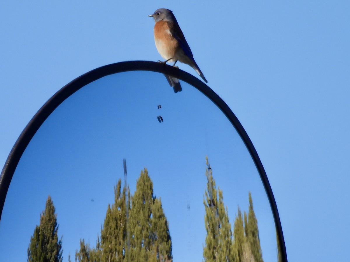 Western Bluebird - ML646051478