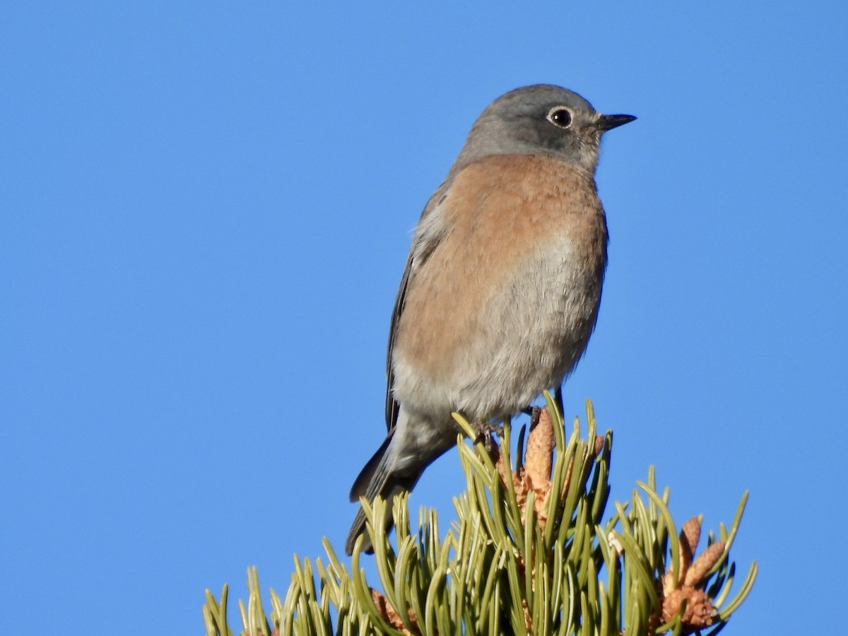 Western Bluebird - ML646051483
